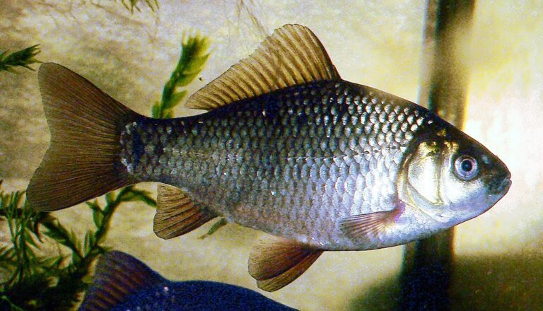 1024px-CarassiusCarassius8