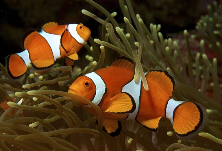 1024px-Amphiprion_ocellaris_(Clown_anemonefish)_by_Nick_Hobgood
