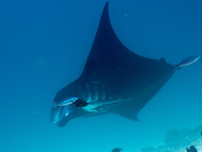 Manta