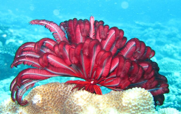 1024px-Feather_star_in_Flinders_Reef,_Moreton_Island