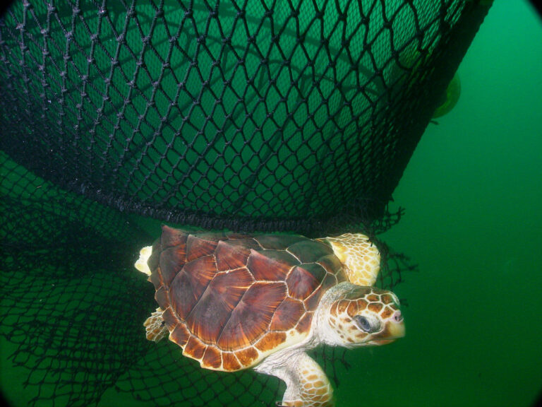 1024px-Loggerhead_ted-noaa
