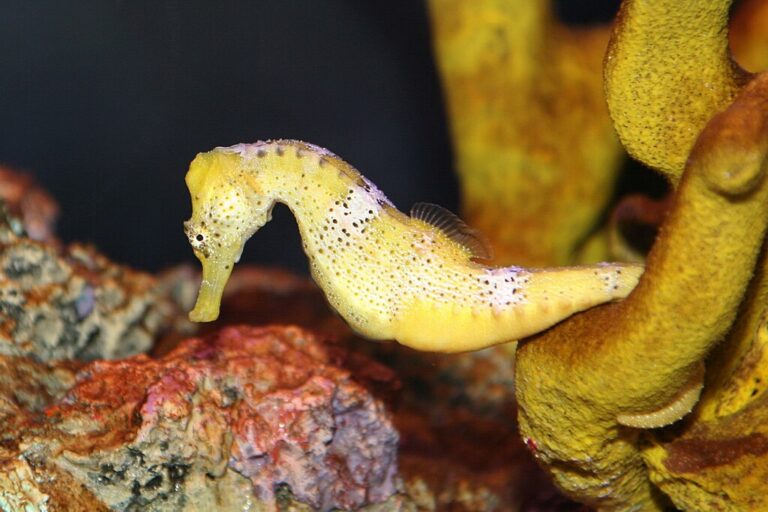 1024px-Longsnout_Seahorse_(Hippocampus_reidi)