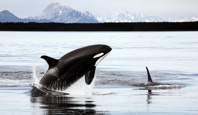 1024px-Orcas_in_Alaska
