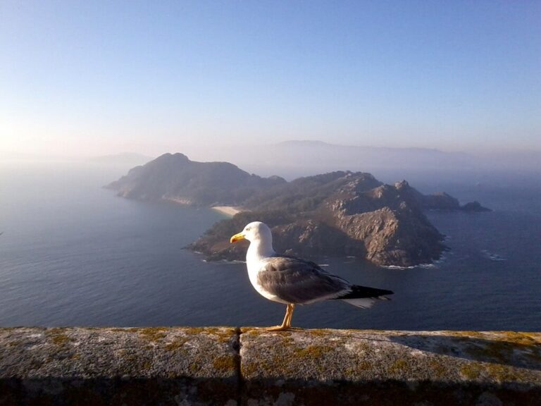 1024px-Seagull_in_Cies_Islands,_Vigo