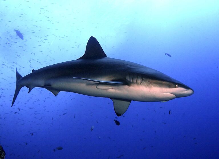 1024px-Carcharhinus_galapagensis_revillagigedo