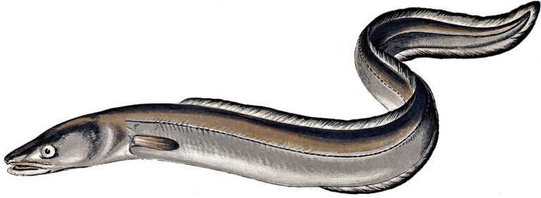 1024px-Conger_conger_Gervais