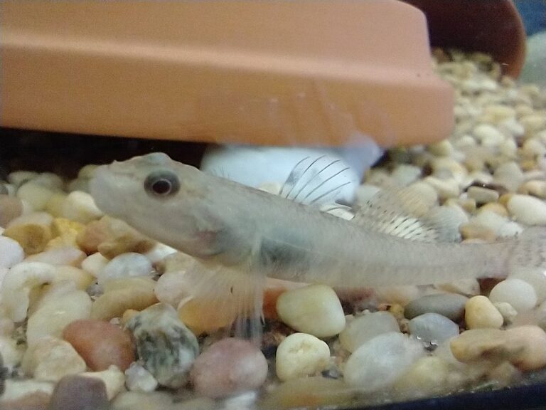 1024px-Rhinogobius_filamentosus_female