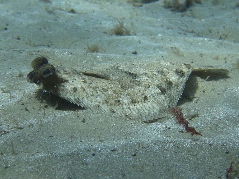 1024px-Flounder_(14339426960)