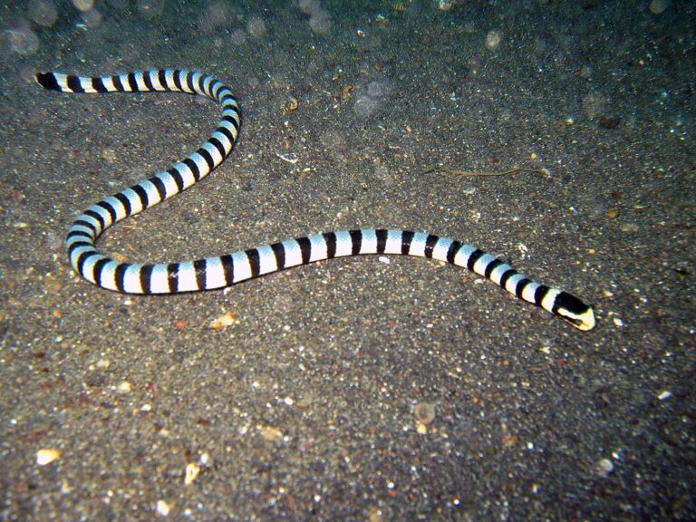 1024px-Laticauda_colubrina_Lembeh2
