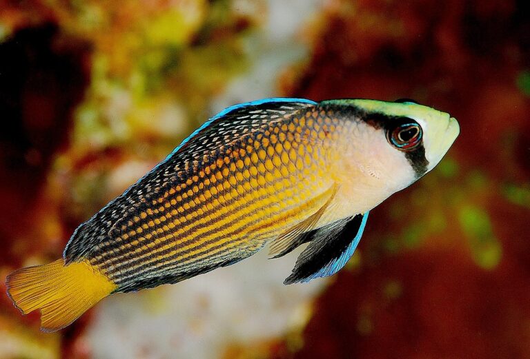 1024px-Manonichthys_splendens
