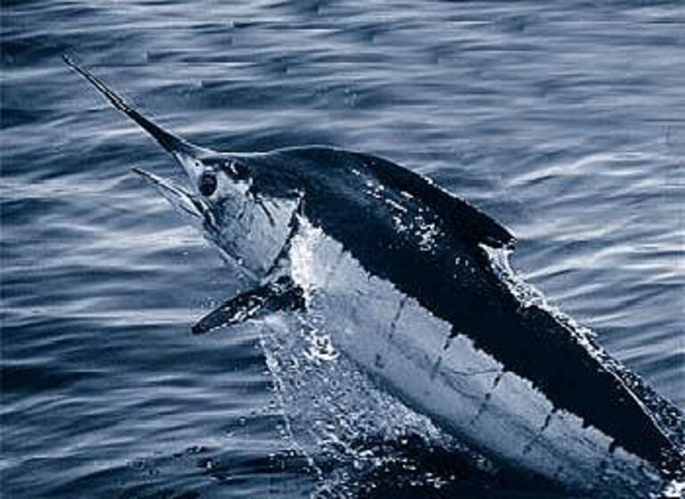 Marlin błękitny