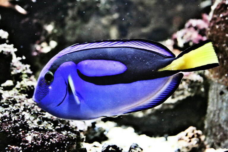 1024px-Paletten-Doktorfisch_(Paracanthurus_hepatus)
