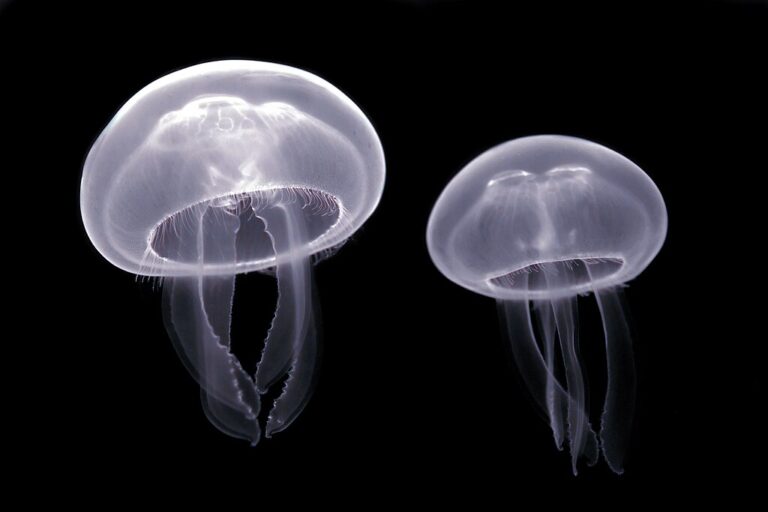 1024px-Aurelia_aurita_(Cnidaria)_Luc_Viatour