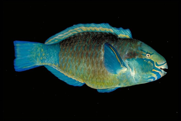 papugoryba