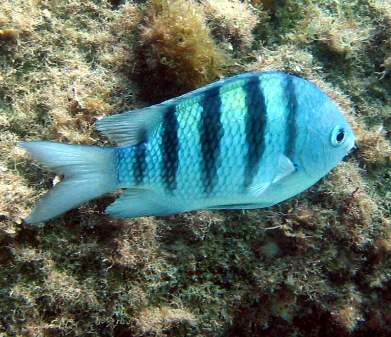Garbik błękitny