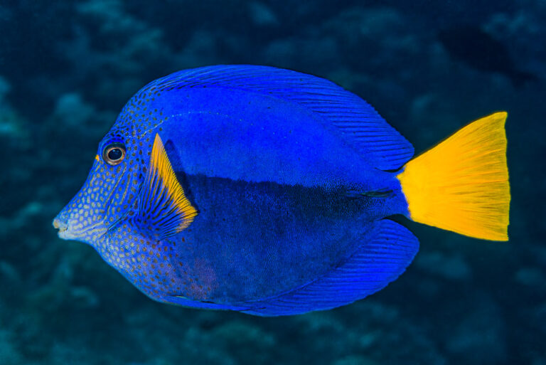 Yellowtail Tang