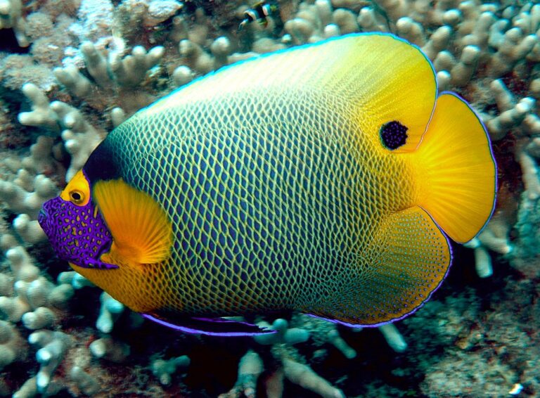 1024px-Pomacanthus_xanthometopon_2