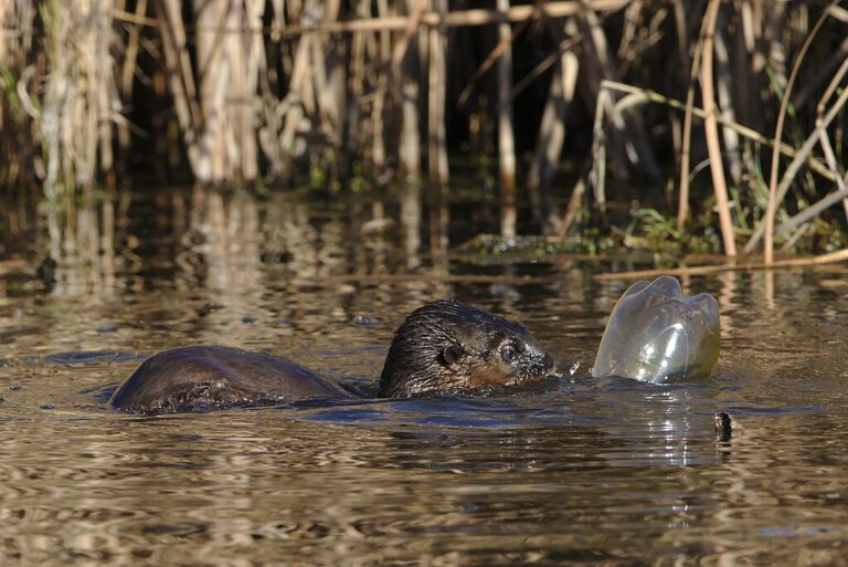 1024px-Spotted_necked_otter,_Hydrictis_maculicollis,_at_Marievale_playing_with_a_plastic_bottle_like_a_dog_plays_with_a_ball