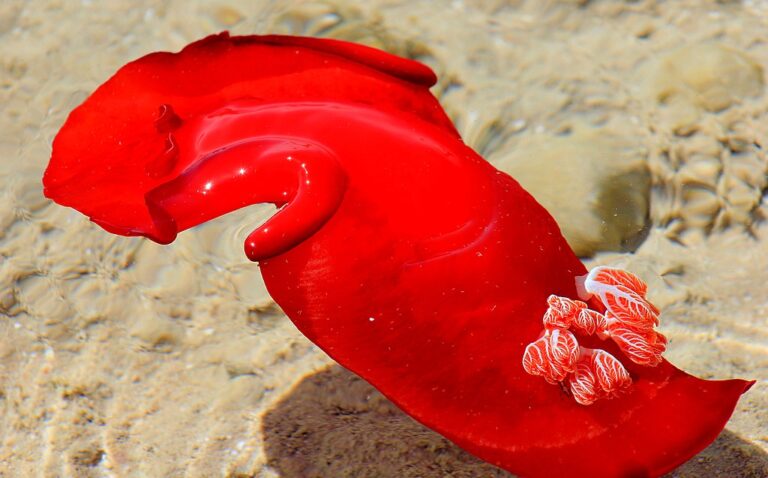 1024px-Голожаберный_моллюск_Hexabranchus_sanguineus,_Spanish_dancer_