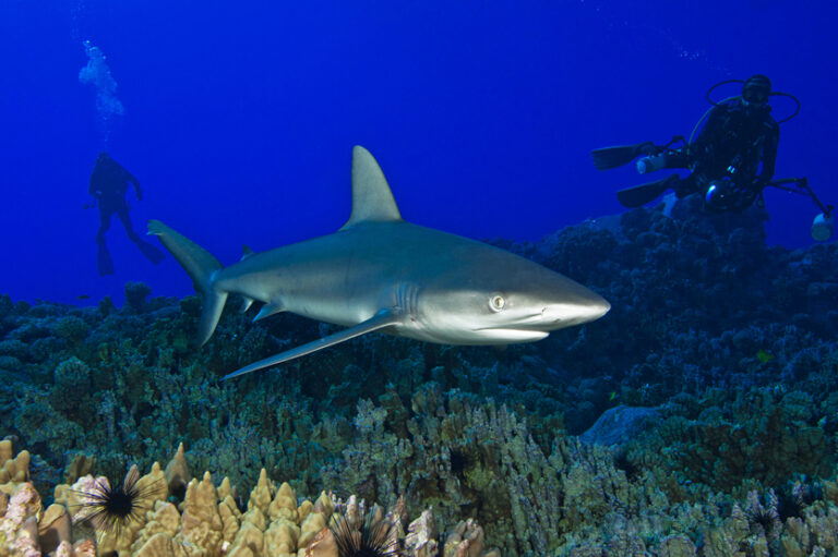 Tiburón_Galápago_en_el_Parque_Marino_Motu_Motiro_Hiva