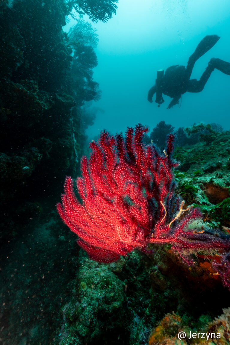 gorgonie
