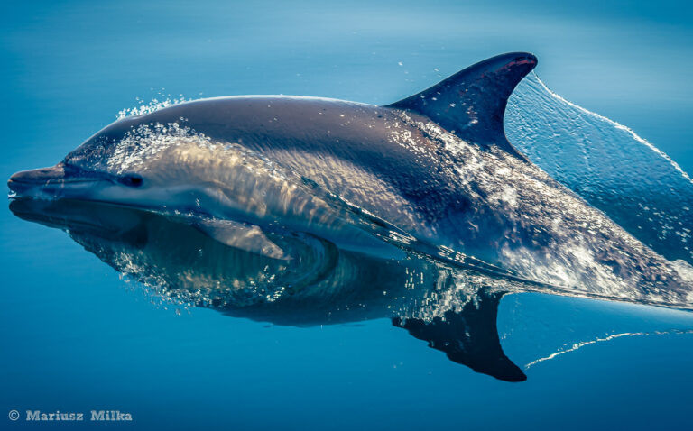 Delfin Zwyczajny (Common Dolphin)